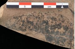 Foto (Detailansicht) von Cystoseira communis Unger (NHMW-GEO-2024-0188-0099)